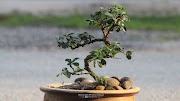 Pokok bonsai Fukien Tea dan close up Bunganya