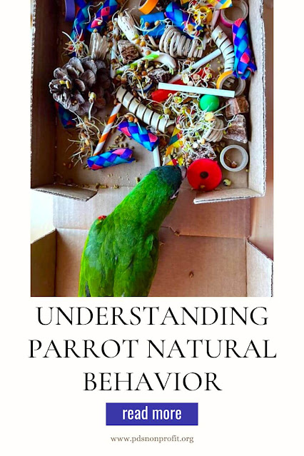 Understanding Parrot Natural Behavior