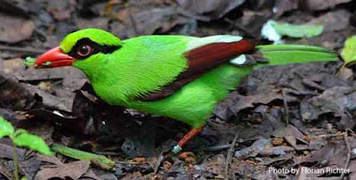 Ekek Keling/Geling Burung Endemik Yang Eksotis