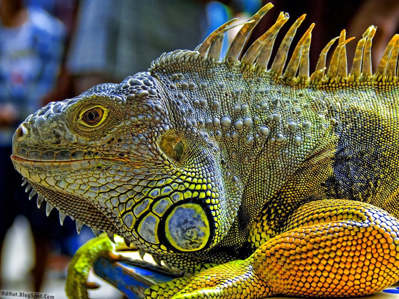 iguana keren