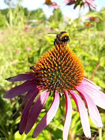 Pale Purple Coneflower flower with sitting bumblebee on top, Echinaceae purpurea, Macro shot photo iThyx