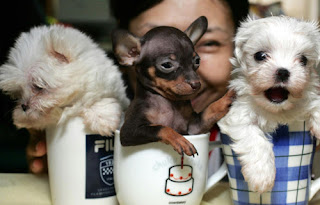 Teacup Puppies