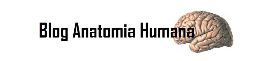 Blog Anatomia Humana