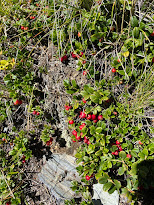 [Ericaceae] Arctostaphylos uva-ursi - Kinnikinnick (Uva ursina)