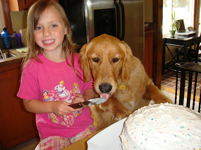 Golden Retriever trying to help frost a cake