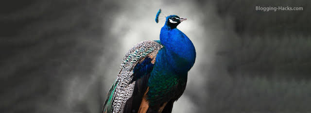 Blue peacock