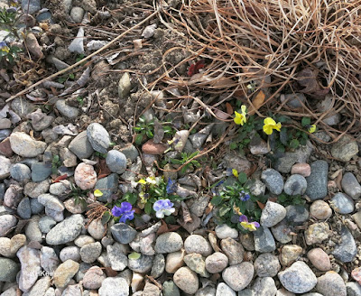 pansies, December 16, 2017 Northern Colorado