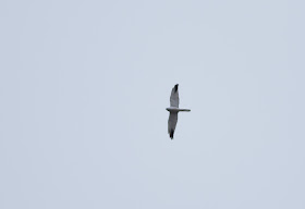 Pallid Harrier - Forest of Bowland, Lancashire