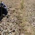 Sebagian Sawah di Merauke Terancam Kekeringan