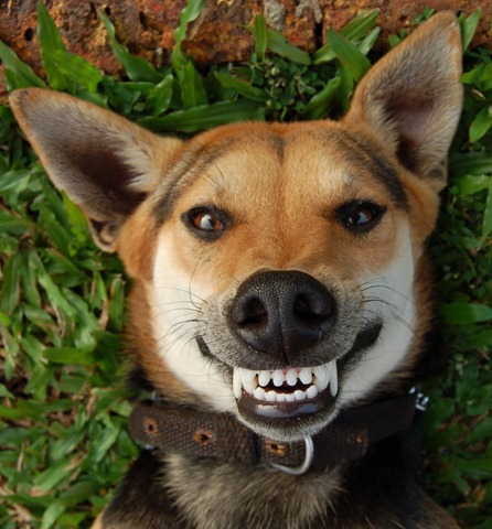 smile