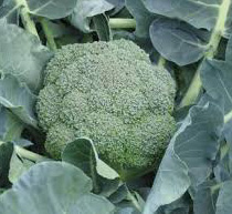 planta de brócoli