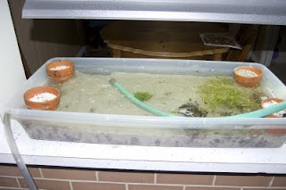 aquaponic fish recommendation? - Fish for the Planted Aquarium 
