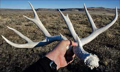 Kittitas County deer and elk.