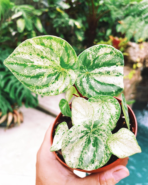 Variegated Watermelon Peperomia: