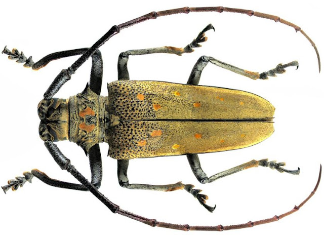 jenis jenis kumbang tanduk di indonesia