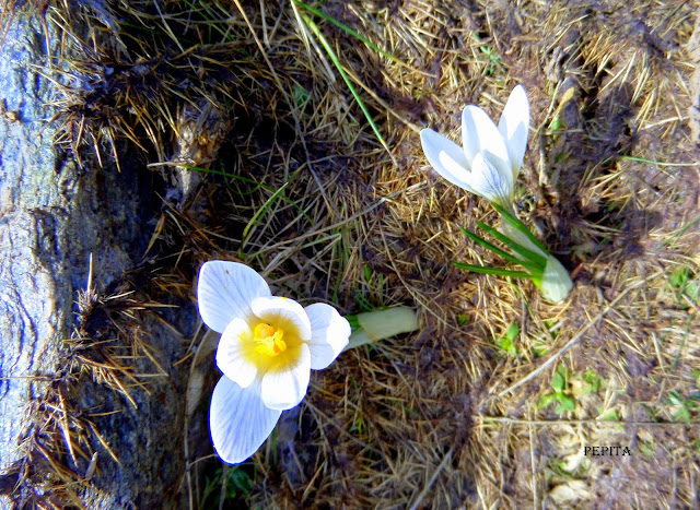 Foto flores Azafrán Blanco en los ventisqueros . Sierra Nevada