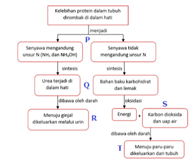 fungsi eksresi