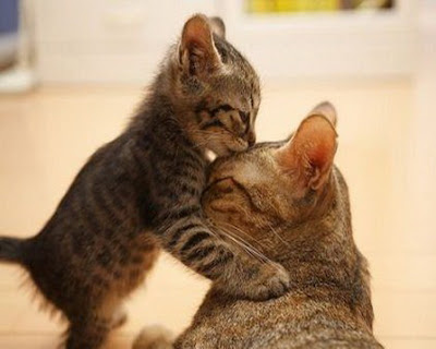 Animals mothers love wallpaper cats