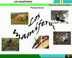 http://cplosangeles.juntaextremadura.net/web/edilim/curso_3/cmedio/animales_vertebrados_3/mamiferos/mamiferos.html