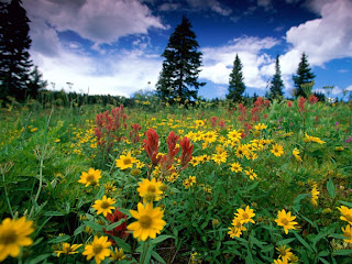 SunFlower Sky Desktop Wallpaper