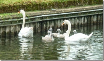 cygnets at Tyle Mill