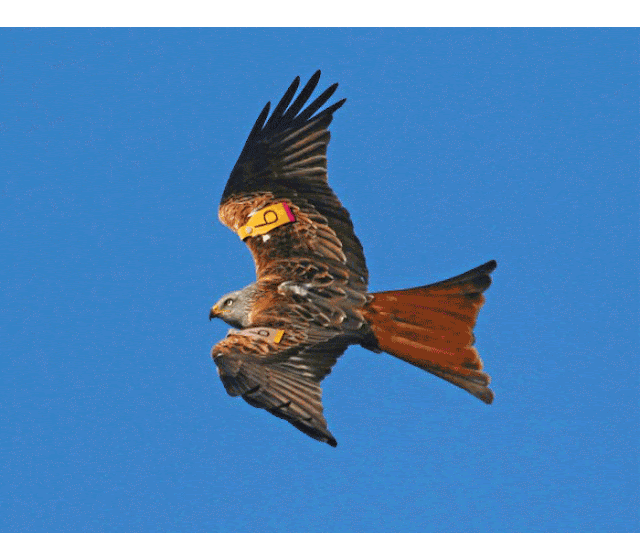 Kite species and a red birds of prey