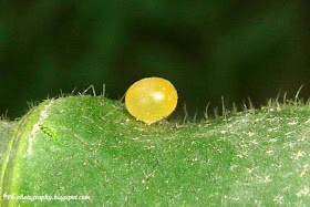 Moth Egg