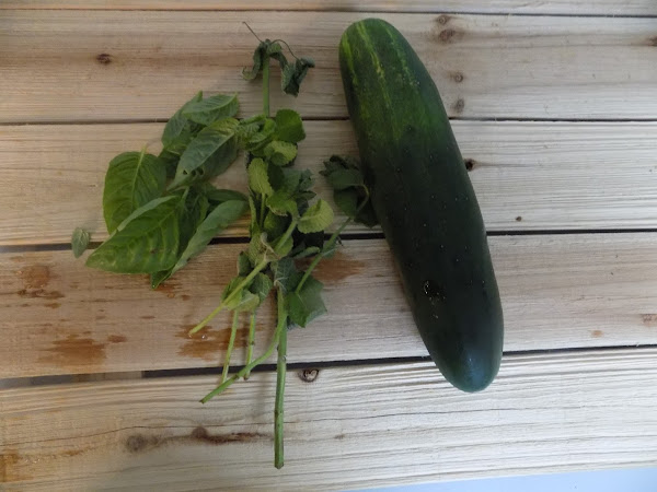 A refreshing summer cocktail (Cucumber mint basil vodka cocktail)