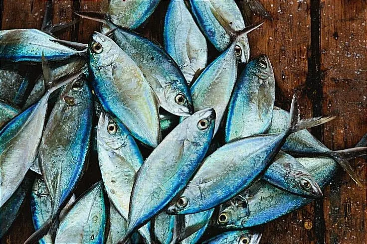 Especies de peces azules considerados feos