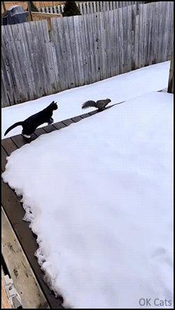 Funny Cat GIF • Super fast squirrel: “C'mon kitty, run, run and CATch me if you can!” [ok-cats.com]