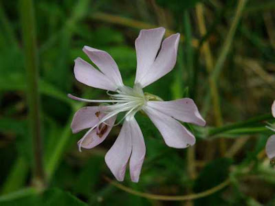 Gibraltar Campion (Silene tomentosa)