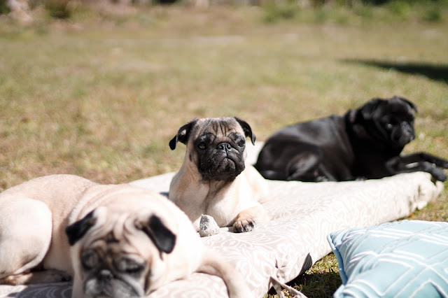 Pug Portraits // Pugs & Pearls Blog