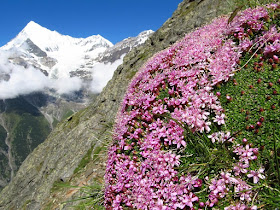 Tour de Monte Rosa szlak, trekking