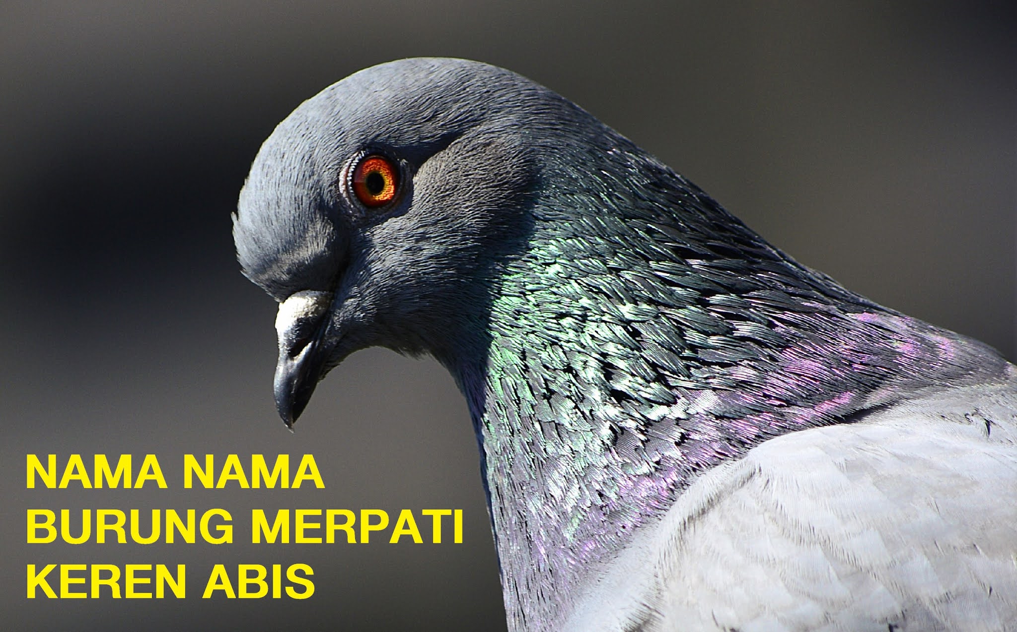 57 Nama Nama Burung Merpati Yang Bagus Agar Juara Inilah