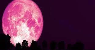 গোলাপি চাঁদ পিকচার - গোলাপি চাঁদ ছবি - গোলাপি চাঁদ পিকচার  - গোলাপি চাঁদ ফটো -pink moon pic - insightflowblog.com - Image no 9