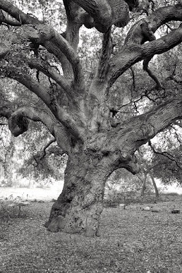 Coast Live Oak: photo by Cliff Hutson