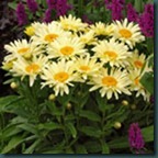 Daisy Banana Creme