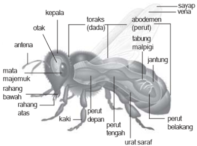 Struktur tubuh Arthropoda