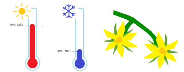 A influência da Temperatura na floração do Tomateiro