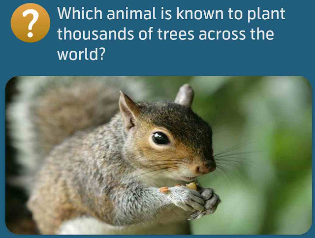 Which animal is known to plant thousands of trees across the world?