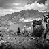 Llamas, Peru