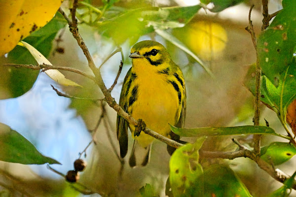 Prairie Warbler.