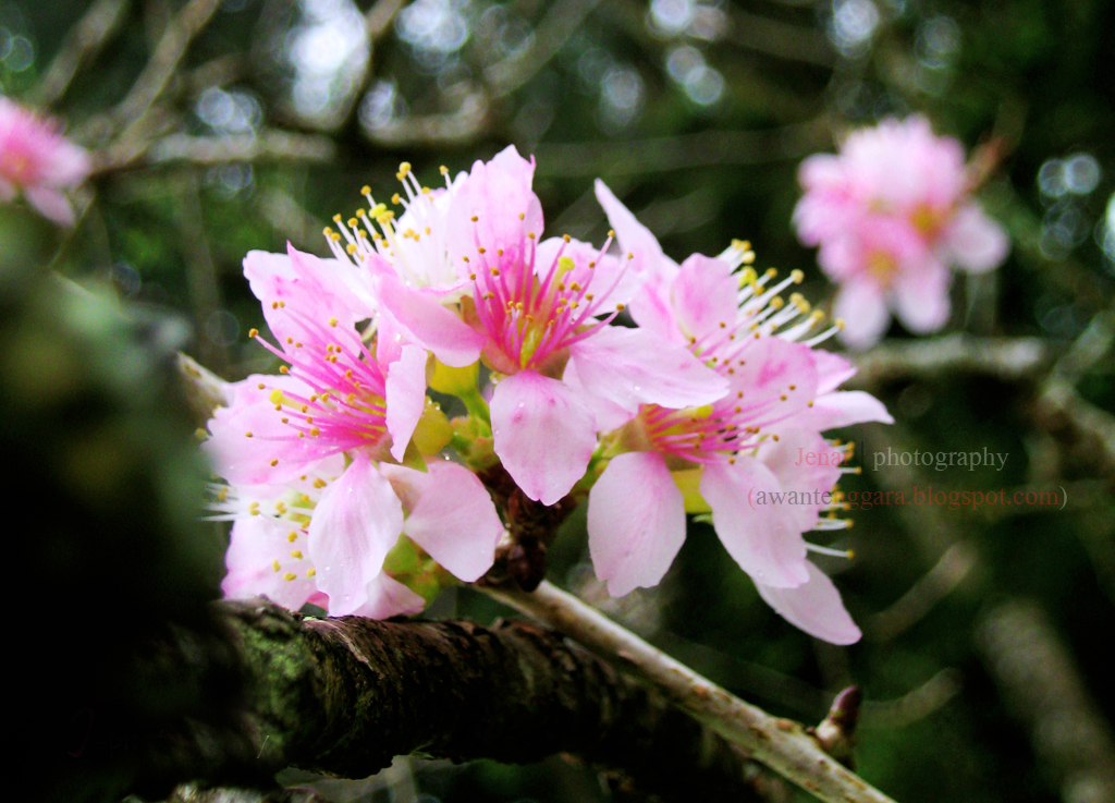 Cherry Blossom Bunga  Sakura  Yang Tumbuh dan Mekar di  