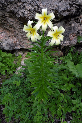 Лилия Кессельринга (Lilium kesselringianum)