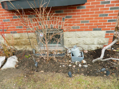 Toronto Back Garden Leaside Spring Cleanup After by Paul Jung Gardening Services--a Toronto Organic Gardener