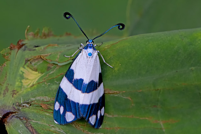 Corma zelica a day-flying moth