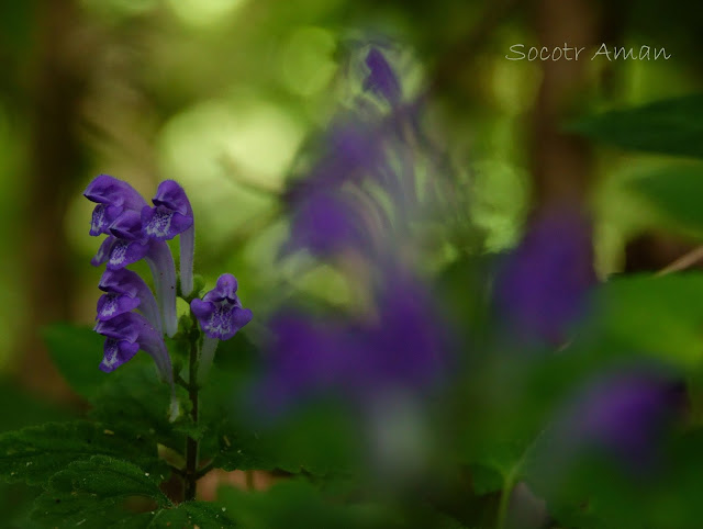 Scutellaria laeteviolacea