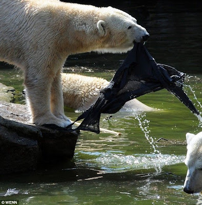 Woman gets mauled by polar bear at the zoo