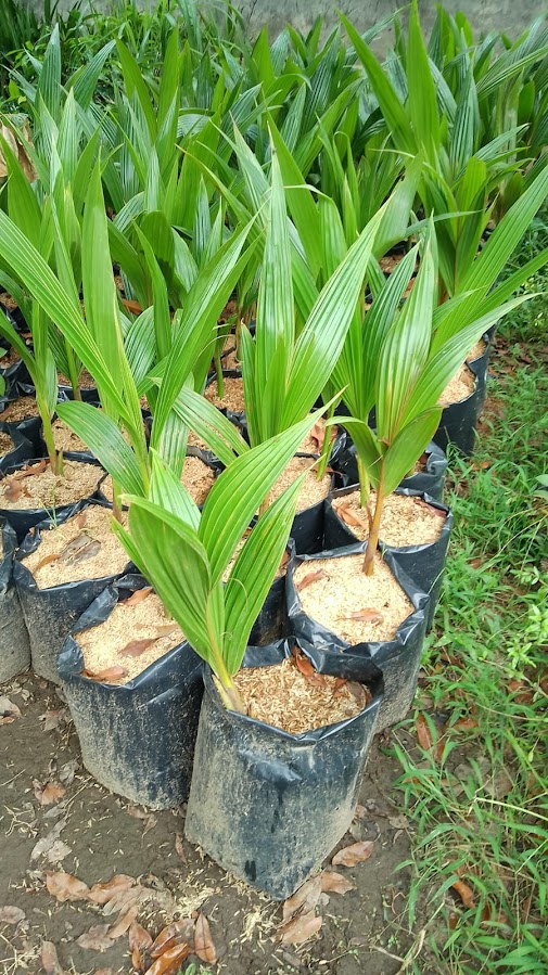 jual bibit tanaman kelapa kopyor yang baik manado Metro