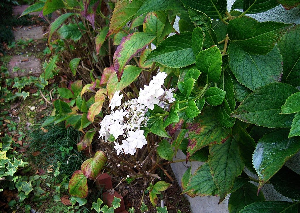 矢板発２４時 冬なのに紫陽花が咲いてるよ